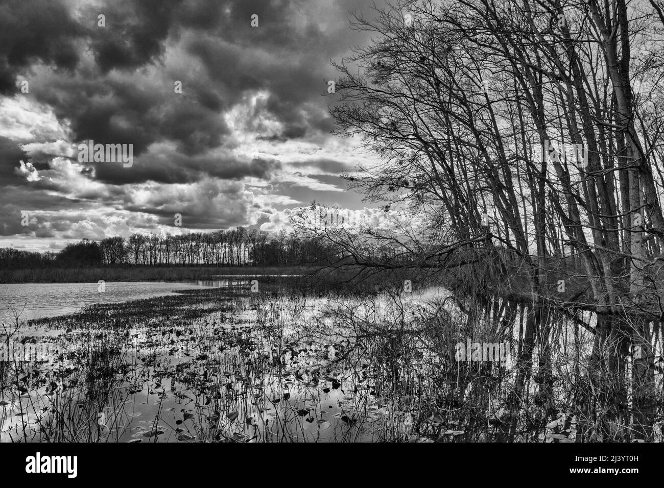 Un affluent dans la réserve naturelle nationale de Bombay Hook, Delaware. (Photo noir et blanc). Banque D'Images