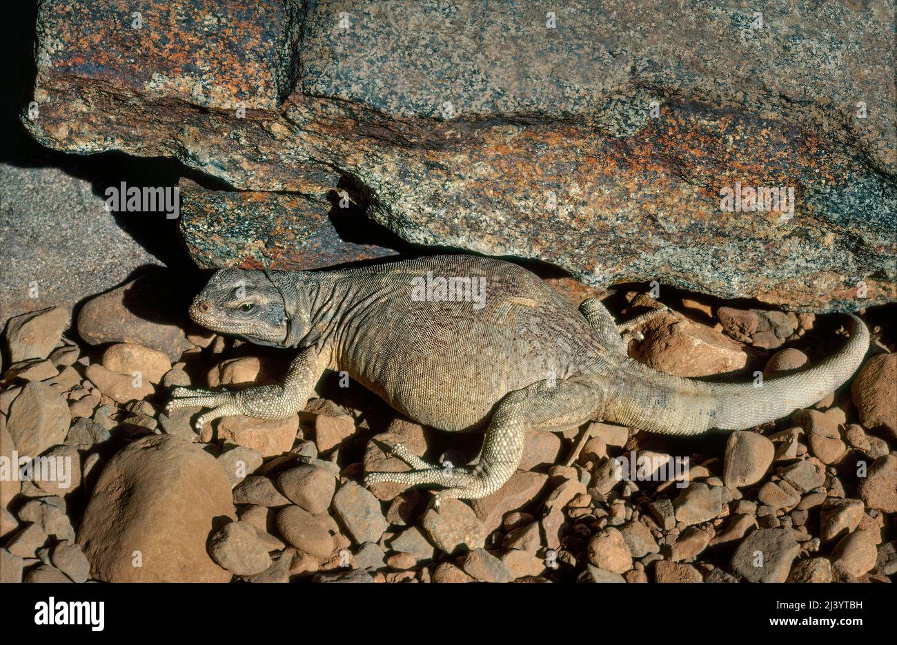 Chuckwallala (Saurolmalus obesus), Arizona Banque D'Images