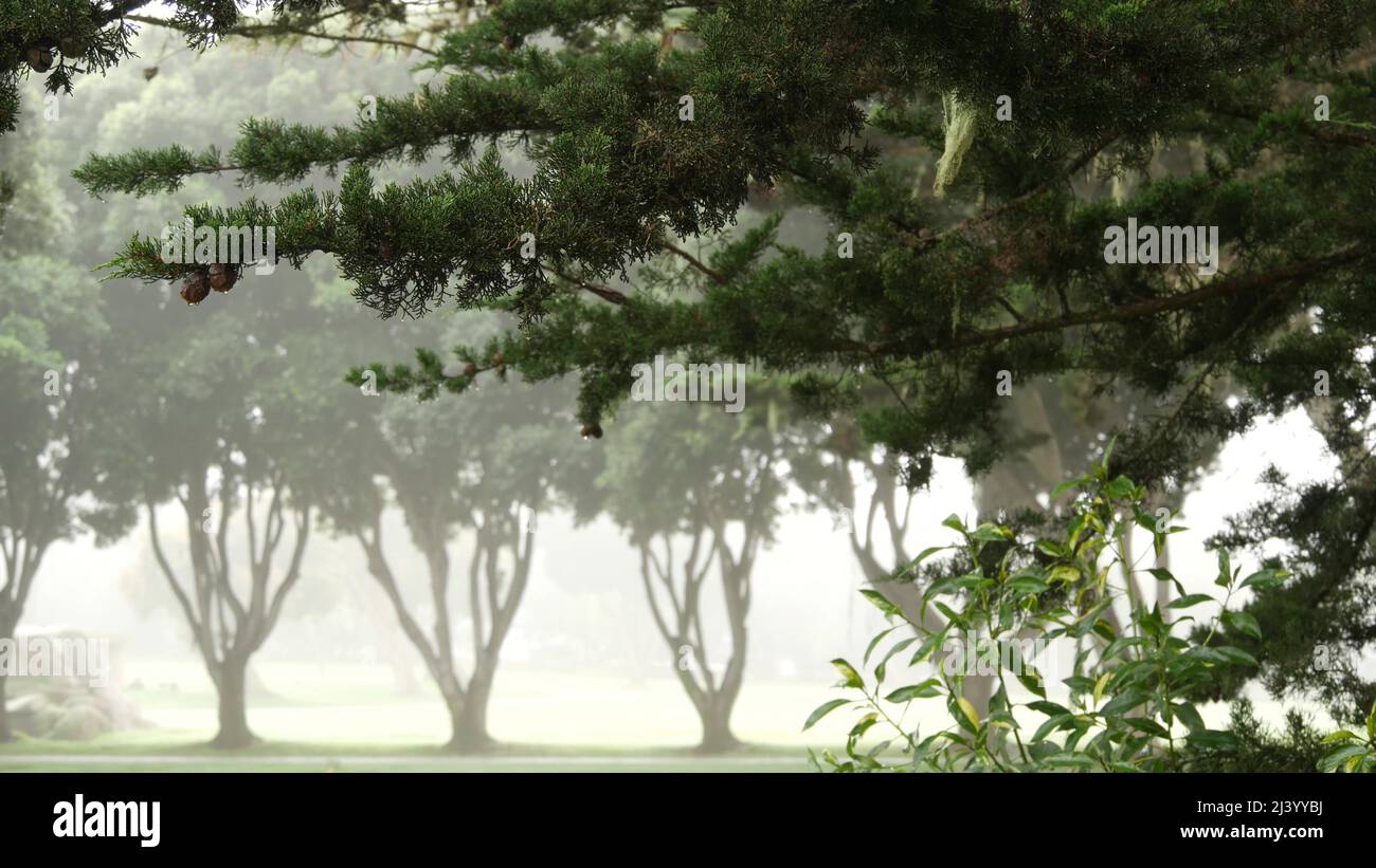 Pins cyprès conifères dans le brouillard, forêt mystérieuse, forêt ou bosquet. Rangée d'arbres par temps pluvieux brumeux, brume calme à Monterey, Californie, États-Unis. Mousse de lichen en dentelle suspendue. Atmosphère tranquille. Banque D'Images