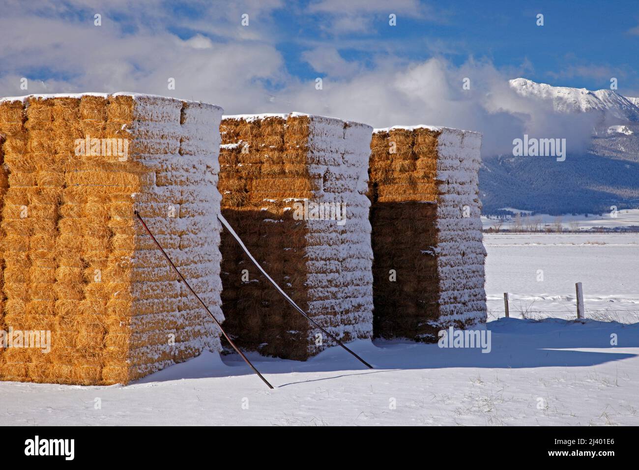 Balles de foin, Wallowa Valley, Oregon Banque D'Images