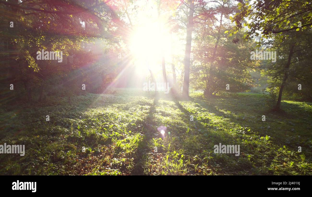 Vue aérienne de Drone le soleil brille parmi les arbres verts le matin d'été dans la forêt. Banque D'Images