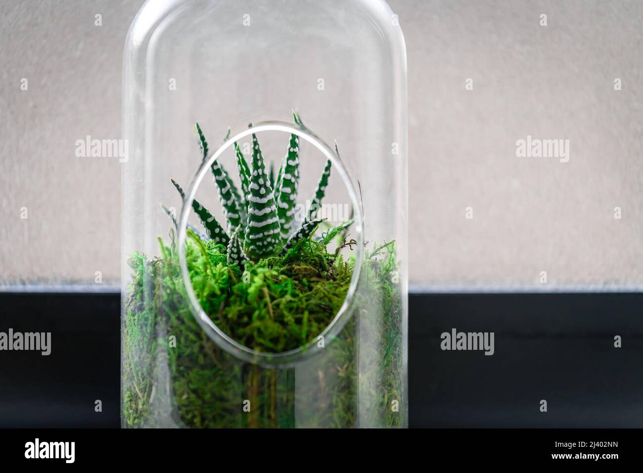 Succulent dans un mini jardin de bouteille comme un terrarium à côté d'une fenêtre Banque D'Images
