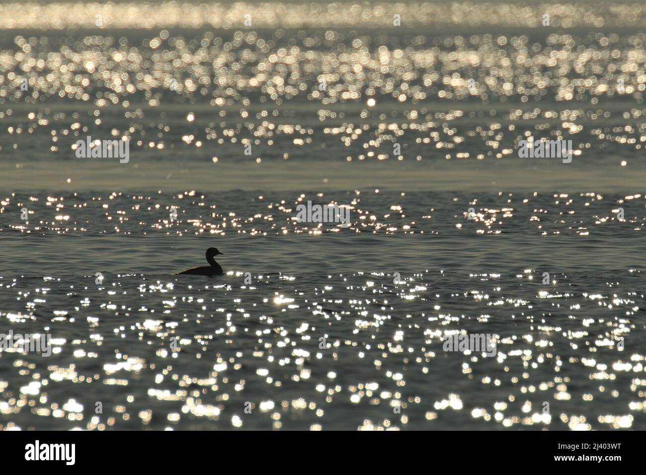 Une silhouette vue latérale d'un Grebe à bec de pied (Podilymbus podiceps) nageant dans l'eau avec la lumière du soleil étincelante sur les vagues. Prise à Victoria, en Grande-Bretagne Banque D'Images