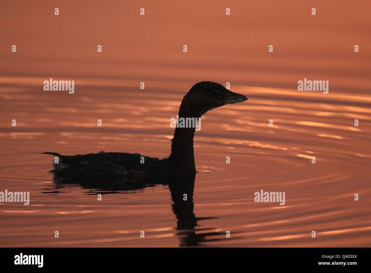 Une silhouette de près vue latérale d'un Grebe à bec de pied (Podilymbus podiceps) nageant dans l'eau rose du lever du soleil. Prise à Victoria, Colombie-Britannique, Cana Banque D'Images