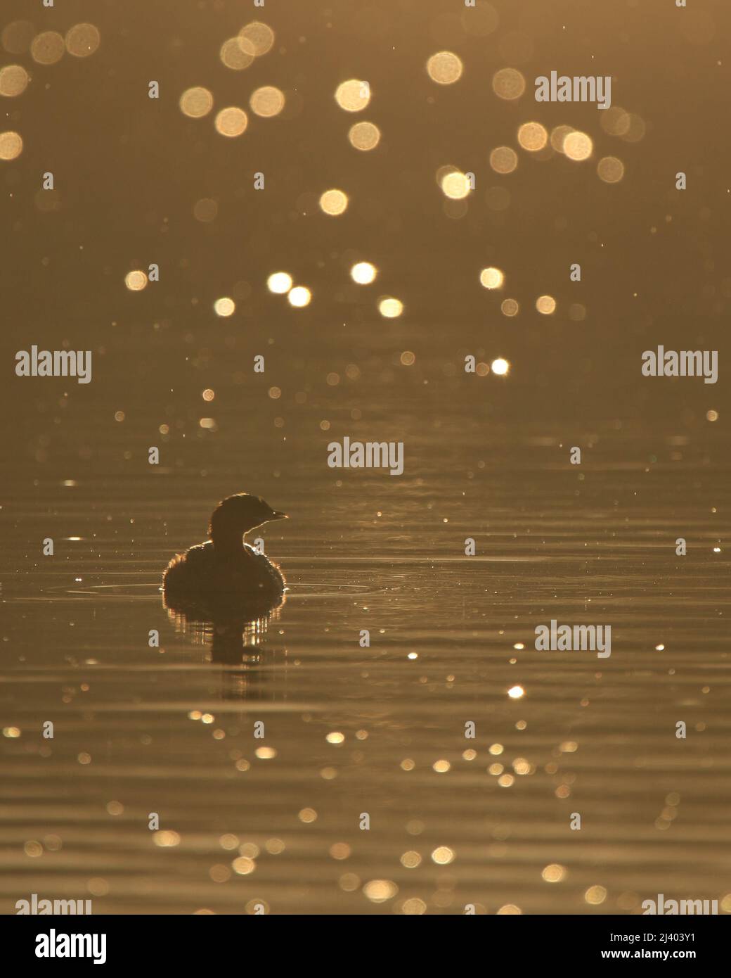 Une silhouette aux bords illuminés d'un Grebe à bec de pied (Podilymbus podiceps) nageant dans l'eau avec le soleil étincelant et réfléchissant les gouttes de pluie. Pris Banque D'Images