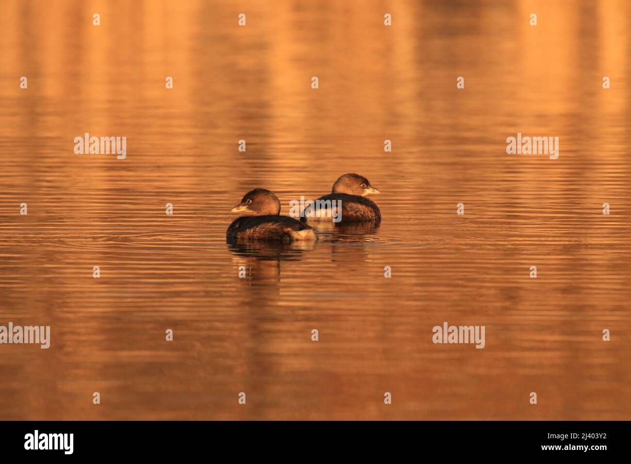 Une paire de grebes à bec de pied (Podilymbus podiceps) nageant dans l'eau avec un reflet de lumière orange. Prise à Victoria, Colombie-Britannique, Canada. Banque D'Images