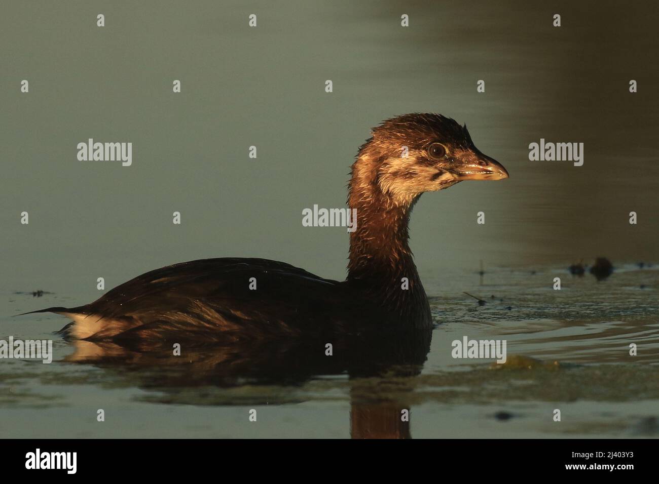 Une vue latérale d'un Grebe à bec de pied (Podilymbus podiceps) nageant dans l'eau avec la lumière sur son visage. Prise à Victoria, Colombie-Britannique, Canada. Banque D'Images