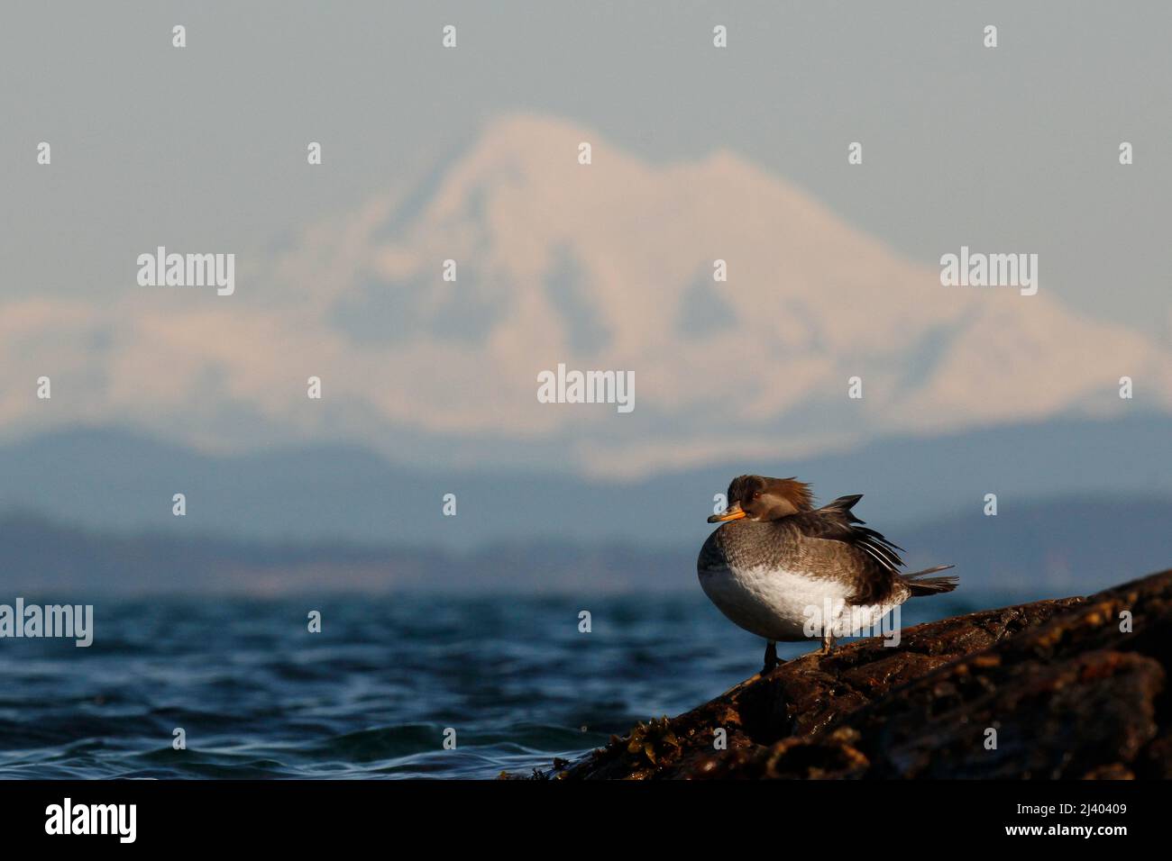 Une femelle à capuchon Merganser (Lophodytes cucullatus) sur une rive rocheuse avec Mount Baker au loin. Prise à Victoria, Colombie-Britannique, Canada. Banque D'Images