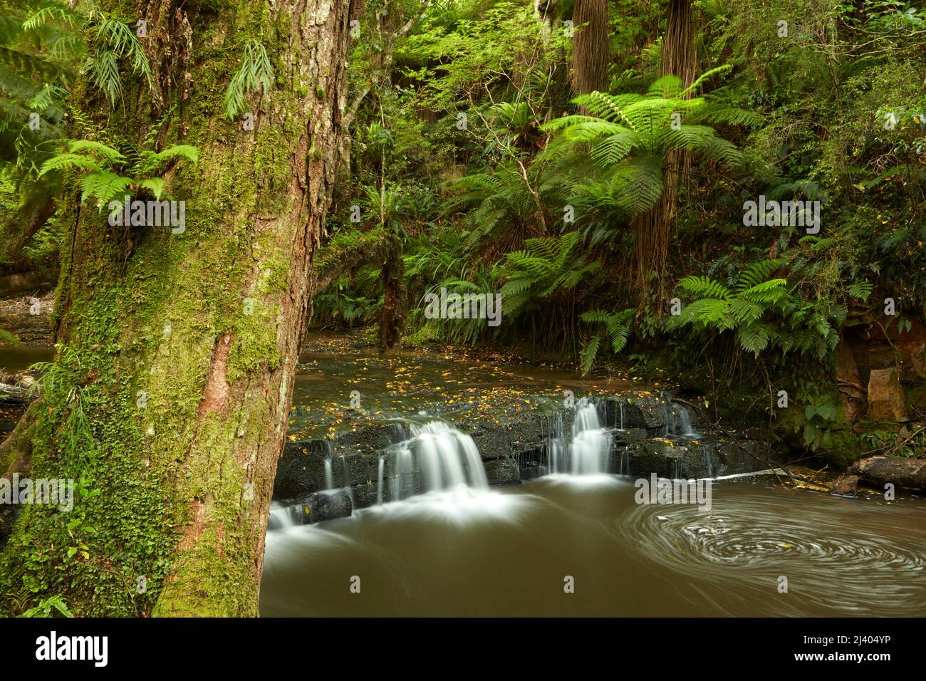 Petite cascade au-dessus des chutes de Purakuunui, Catlins, South Otago, South Island, Nouvelle-Zélande Banque D'Images