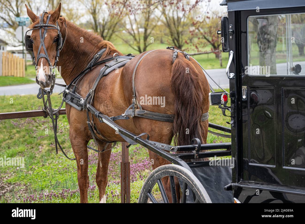 Cheval et buggy dans la région Amish Country du comté de Lancaster, en Pennsylvanie. (ÉTATS-UNIS) Banque D'Images