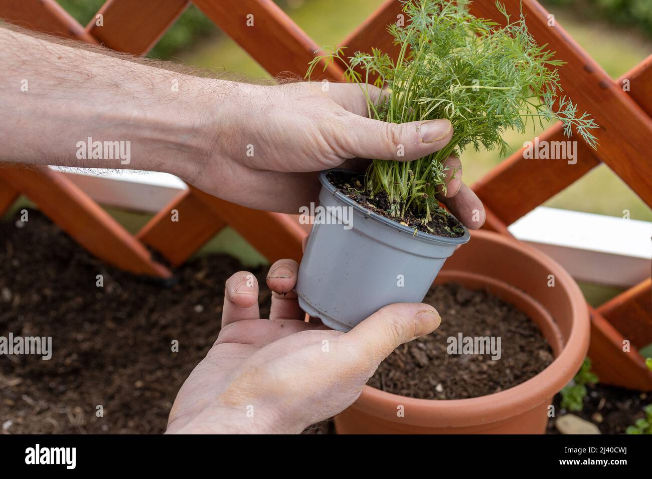 jardinage - les hommes plantent une plantule d'aneth dans le pot de fleurs au printemps Banque D'Images