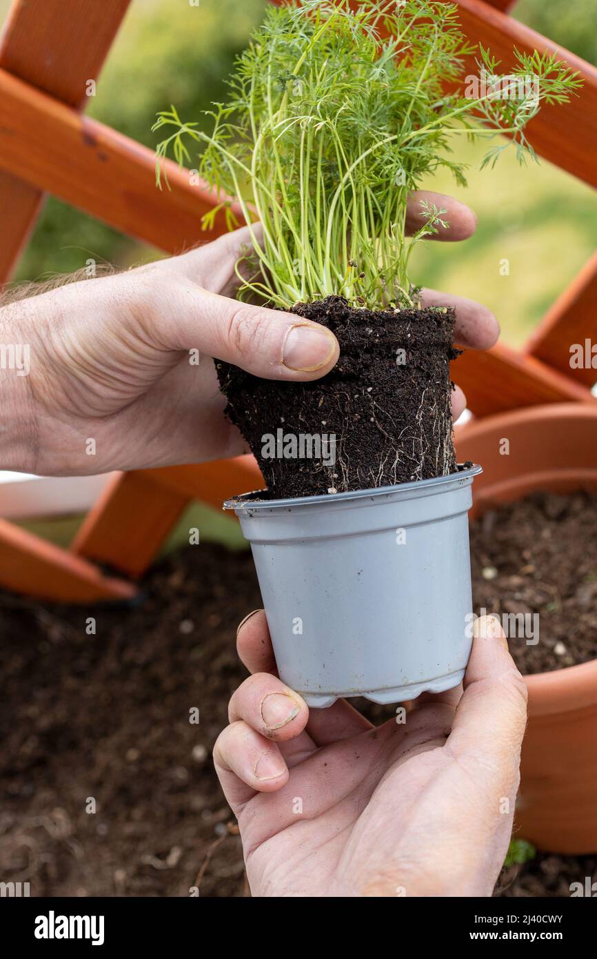 jardinage - les hommes plantent une plantule d'aneth dans le pot de fleurs au printemps Banque D'Images