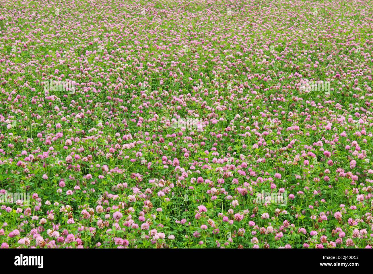 Floraison de la plantation de trèfle comme arrière-plan Banque D'Images