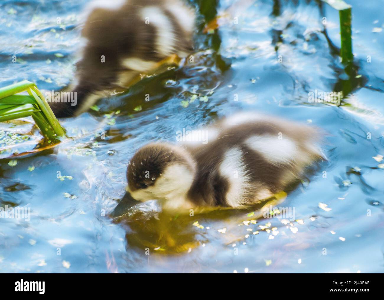 Canetons de Reny Shelduck (Red Goose) Banque D'Images