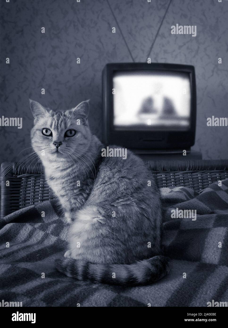 chat britannique au lit près de l'ancienne antenne rétro TV analogique, des nouvelles en direct Banque D'Images