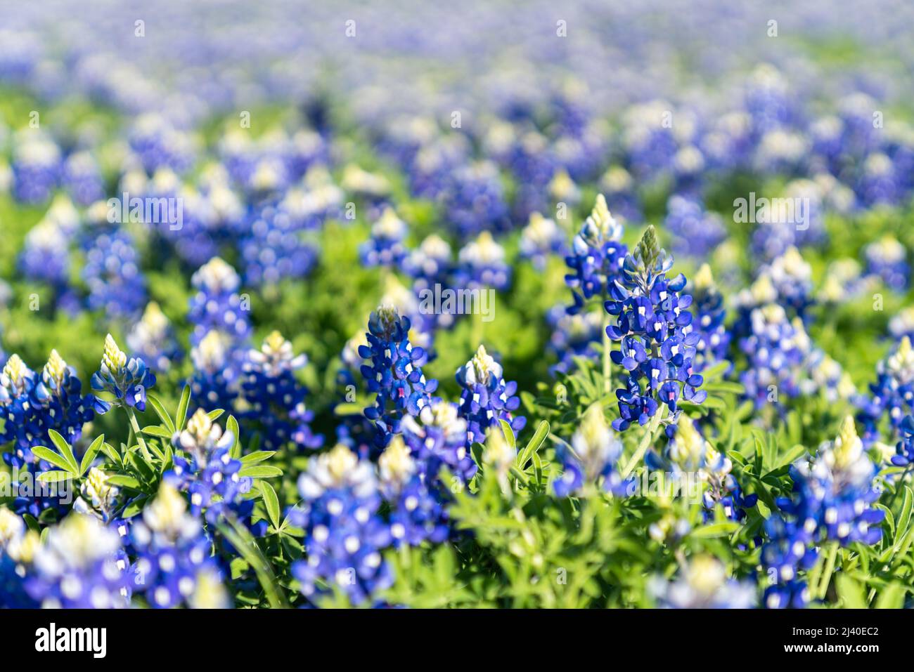 Photo en gros plan d'un champ de bluebonnets qui fleuris dans le nord du Texas près d'Ennis et de Dallas, Texas. Banque D'Images
