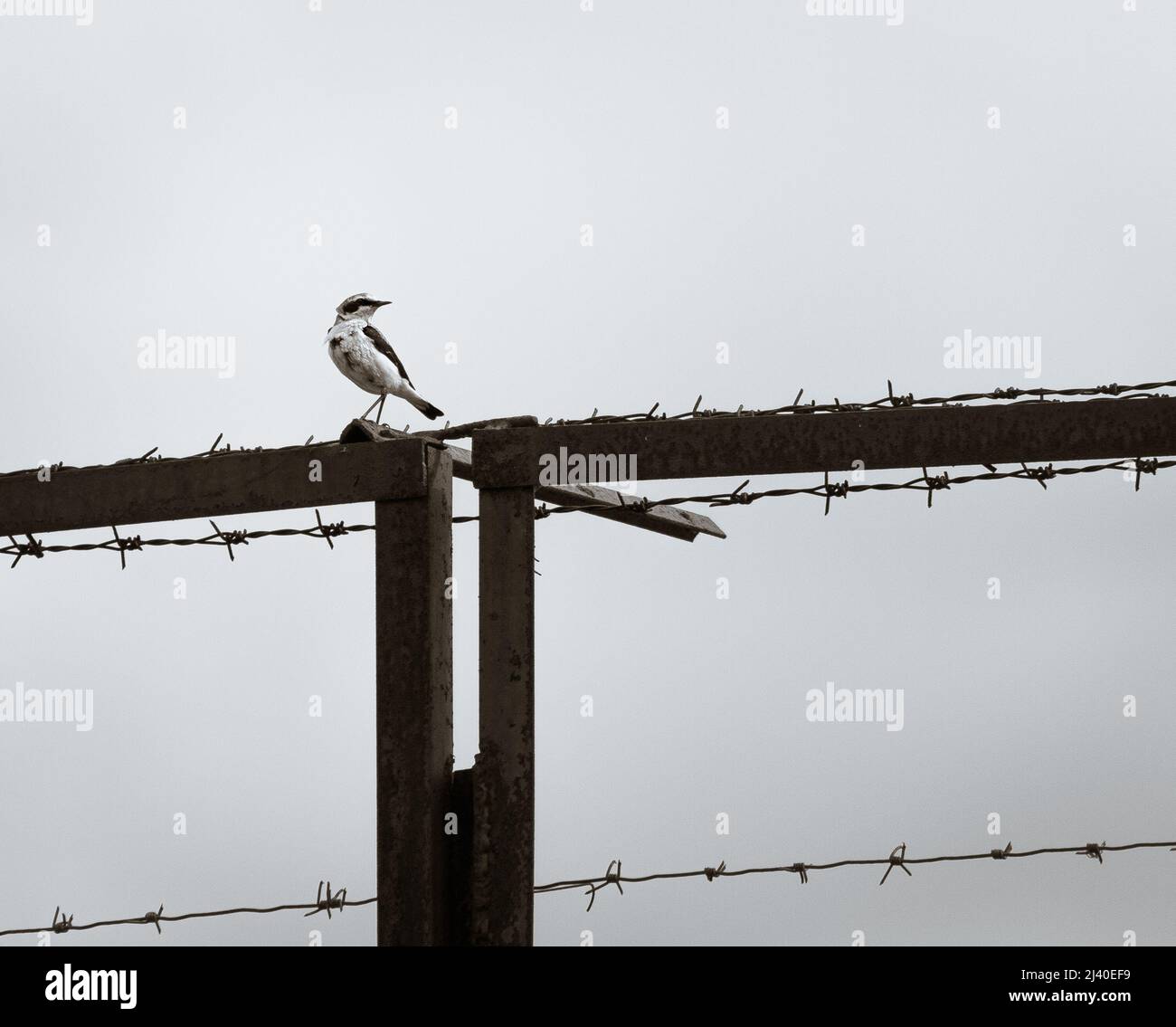 L'oiseau mâle de Wheatear du Nord ou de Wheatear commun (Oenanthe oenanthe) sur une clôture en métal rouillé Banque D'Images