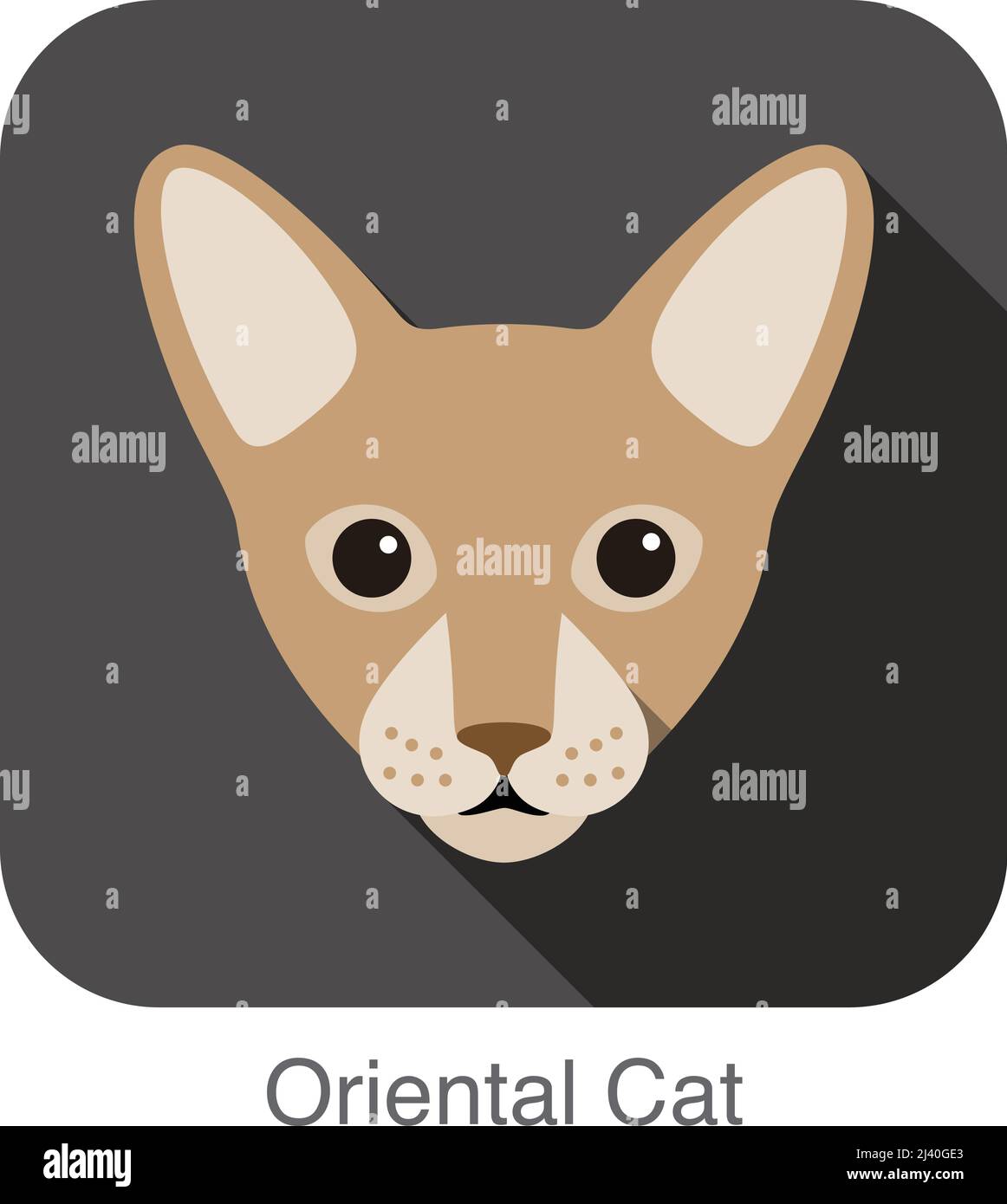 Chat Oriental, race de chat, dessin animé télévision conception icône face Illustration de Vecteur
