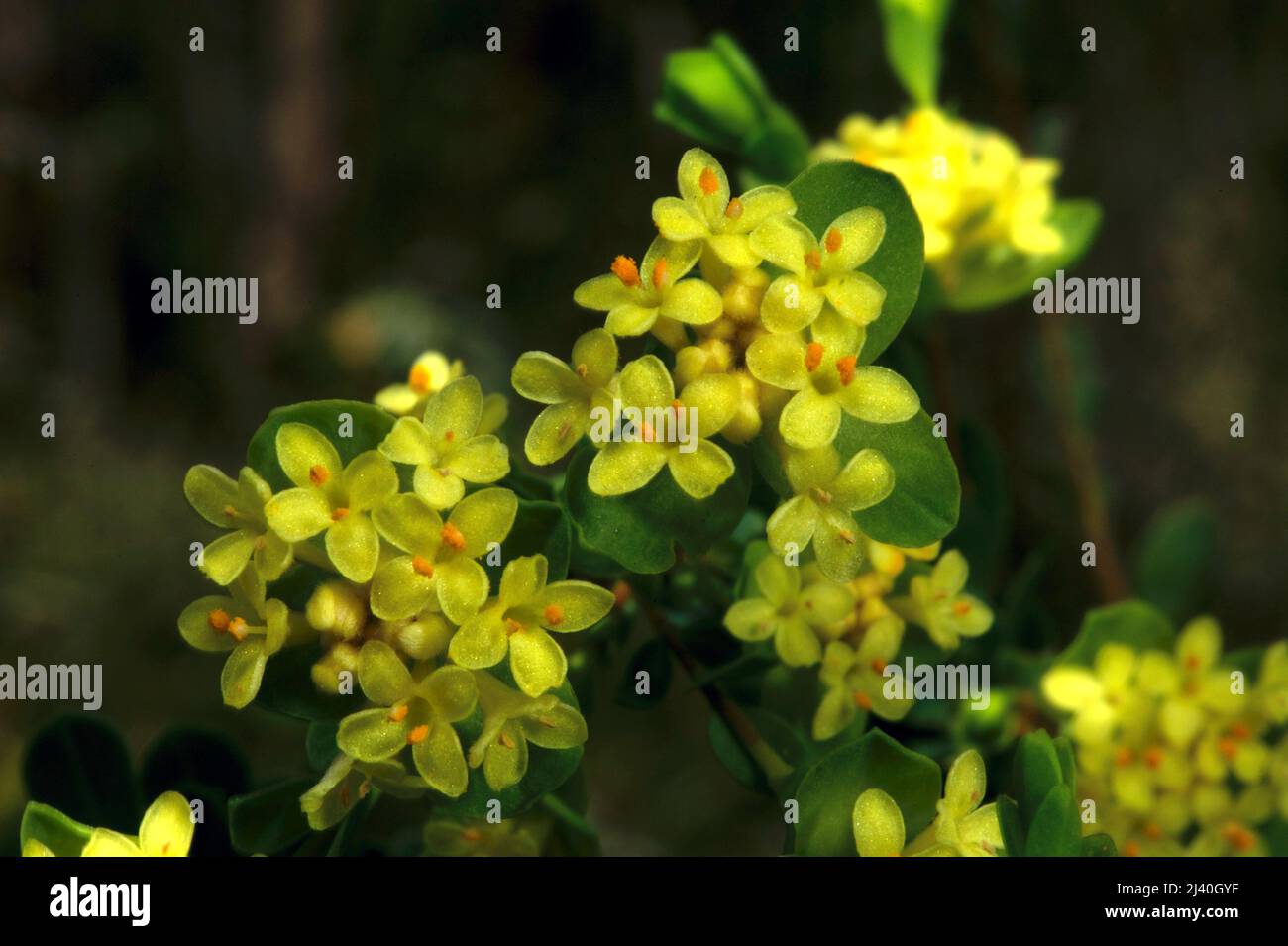 La plupart des fleurs de riz sont blanches - c'est la seule espèce à fleurs jaunes - la fleur de riz jaune (Pimelea Flava). Réserve de flore de Baluk Willam à Belgrave. Banque D'Images