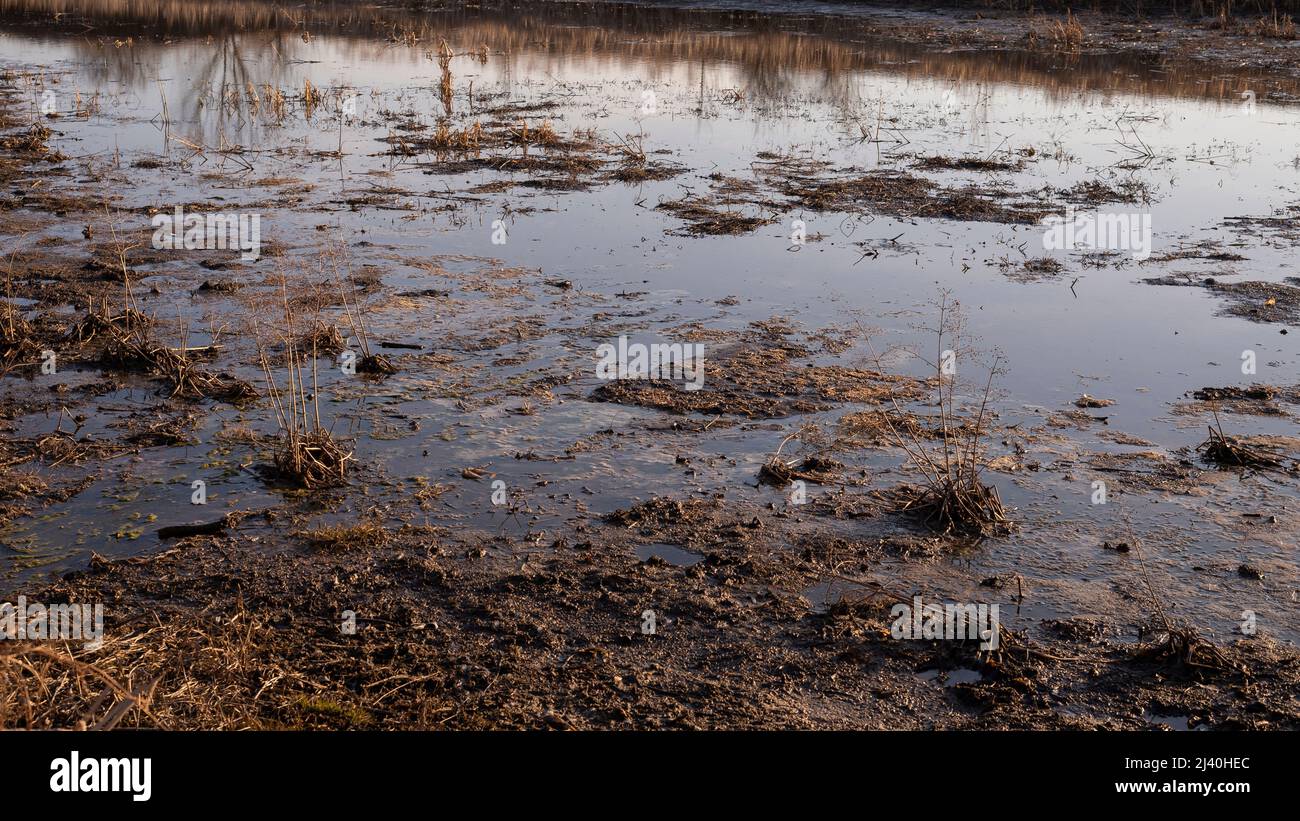 Vue sur le marais. Rivière polluée, campagne. Banque D'Images