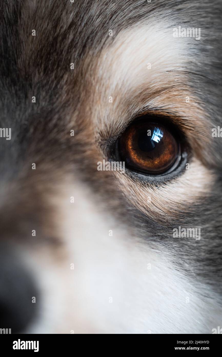 Gros plan ou macro de l'œil d'un chien de Lapphund finlandais Banque D'Images