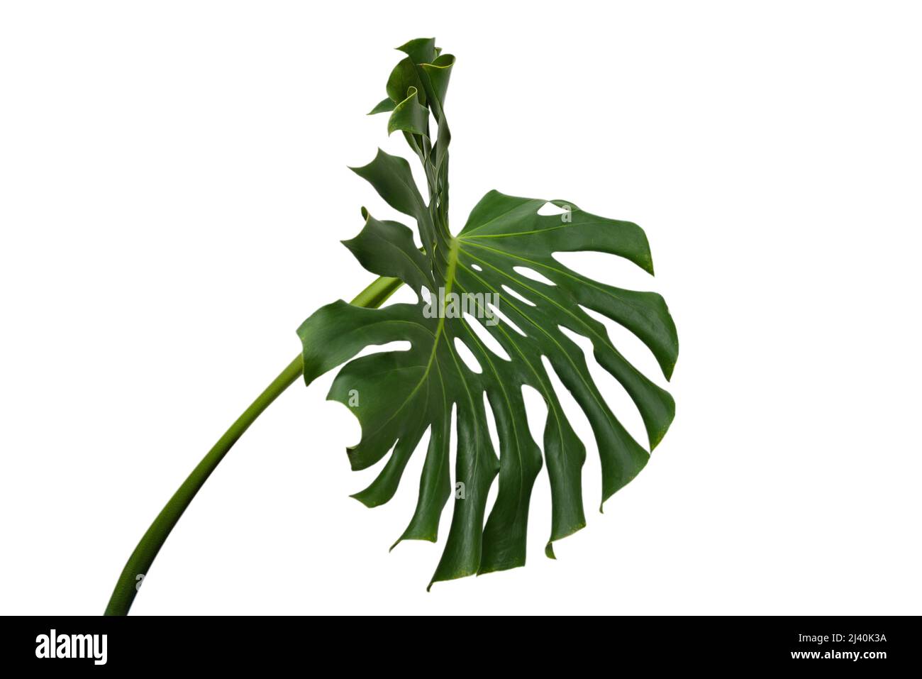 Plante verte monstère isolée sur fond blanc. Banque D'Images