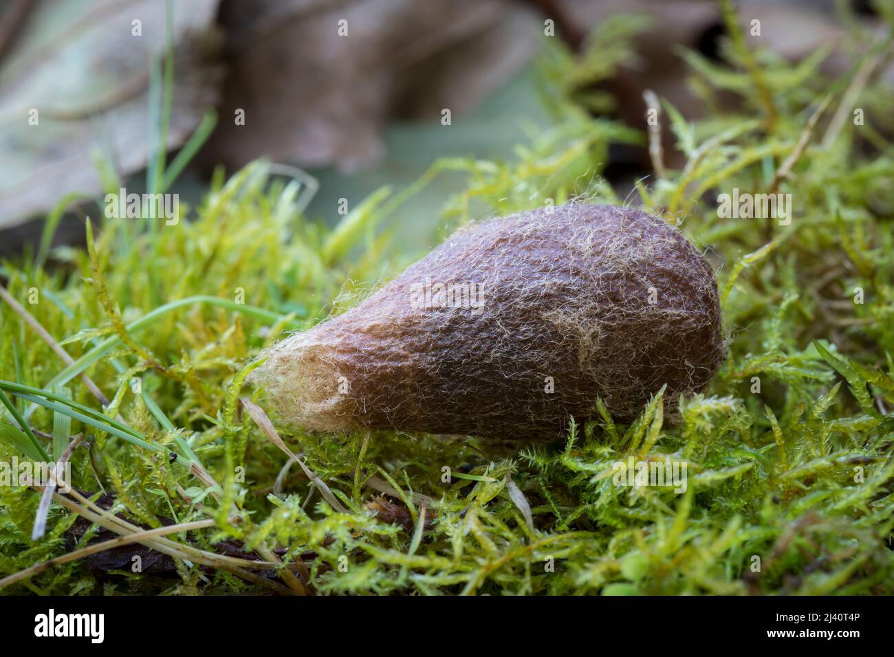 Kokon von Kleinen Nachtpfauenauge, Saturnia Pavonia, cocon de la petite papillon de l'empereur Banque D'Images