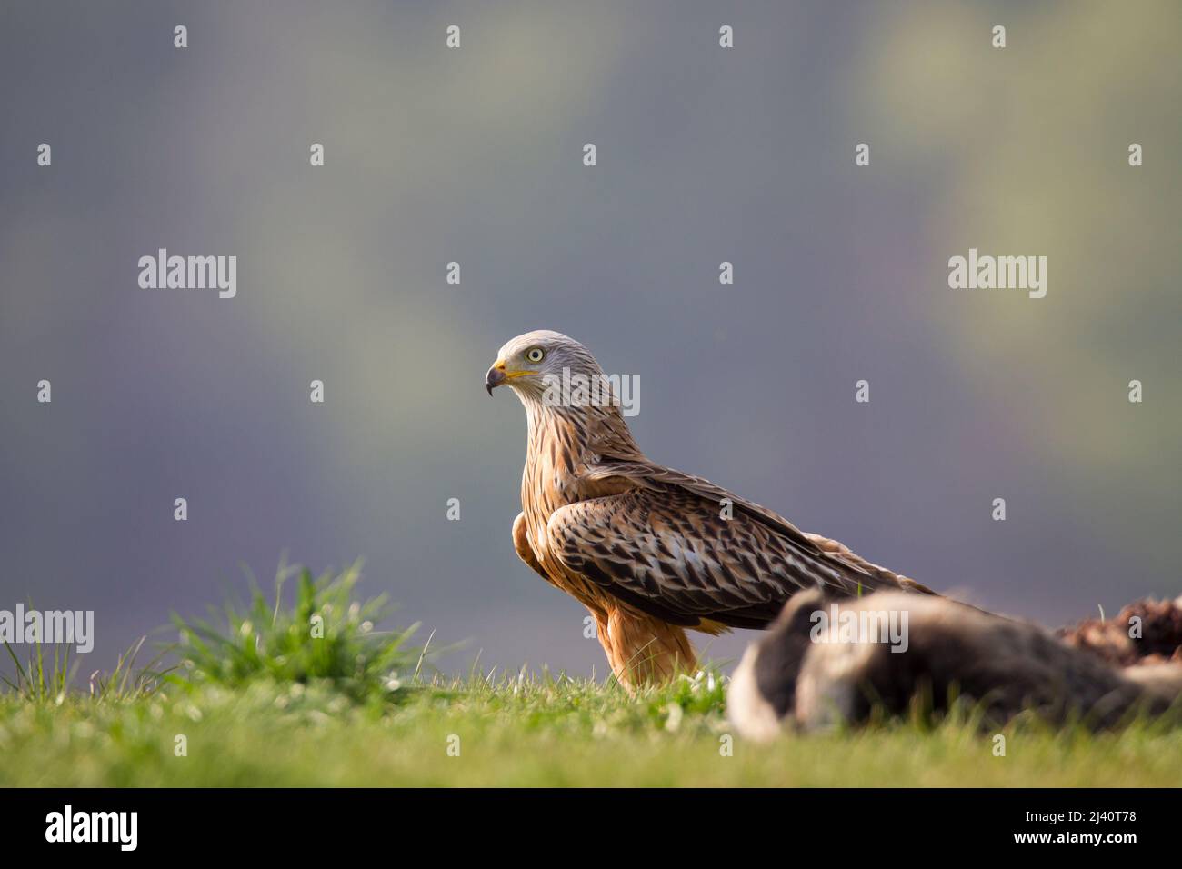 Rotmilan, cerf-volant rouge, Milvus milvus Banque D'Images