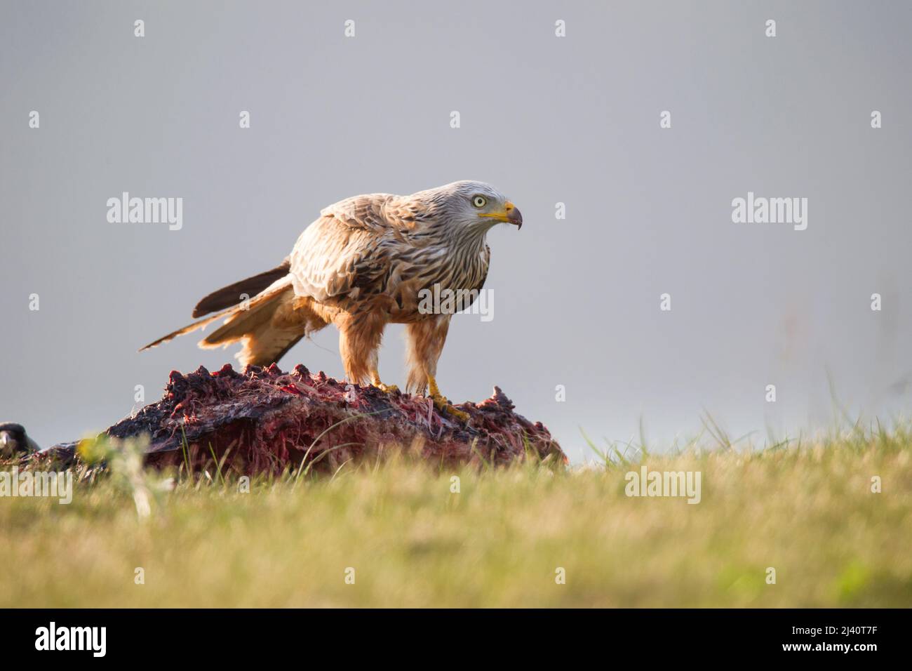Rotmilan, cerf-volant rouge, Milvus milvus Banque D'Images