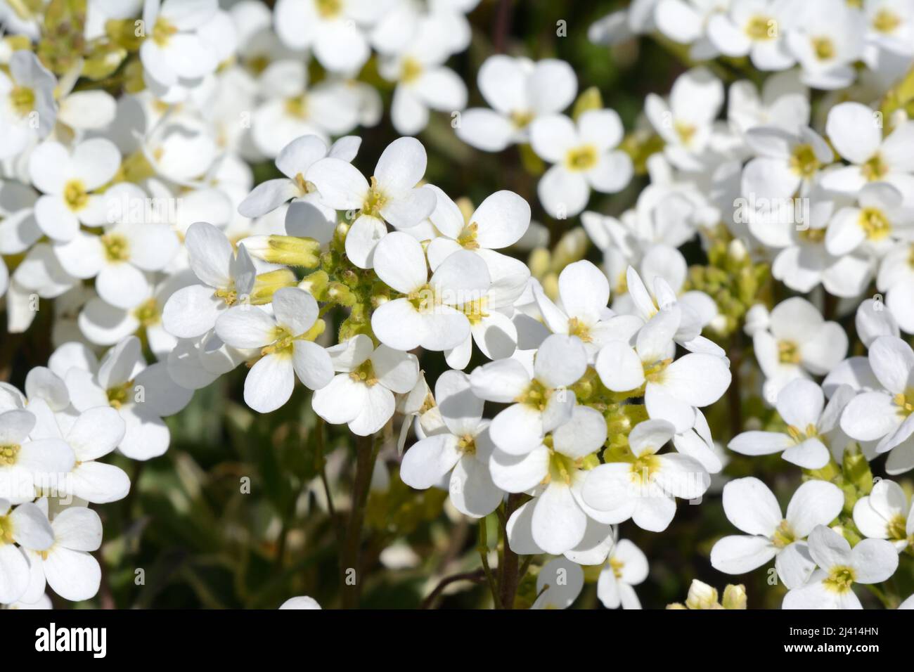 Arabis alpina subs caucasica variegata Clip mural Variegated Pulvérisations de fleurs blanches parfumées Banque D'Images