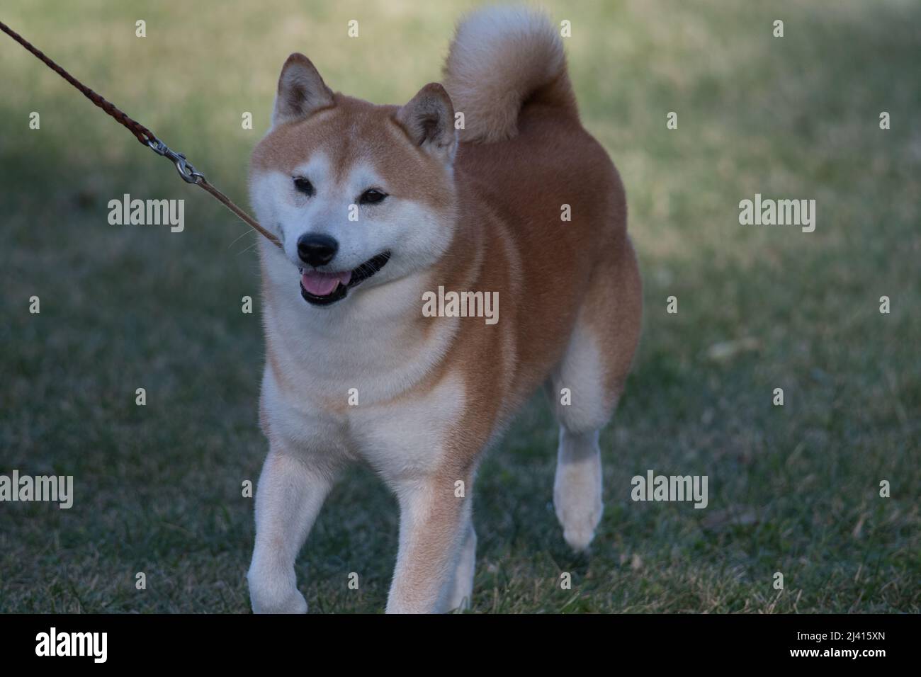 Bonne marche de Shiba Inu sur laisse Banque D'Images