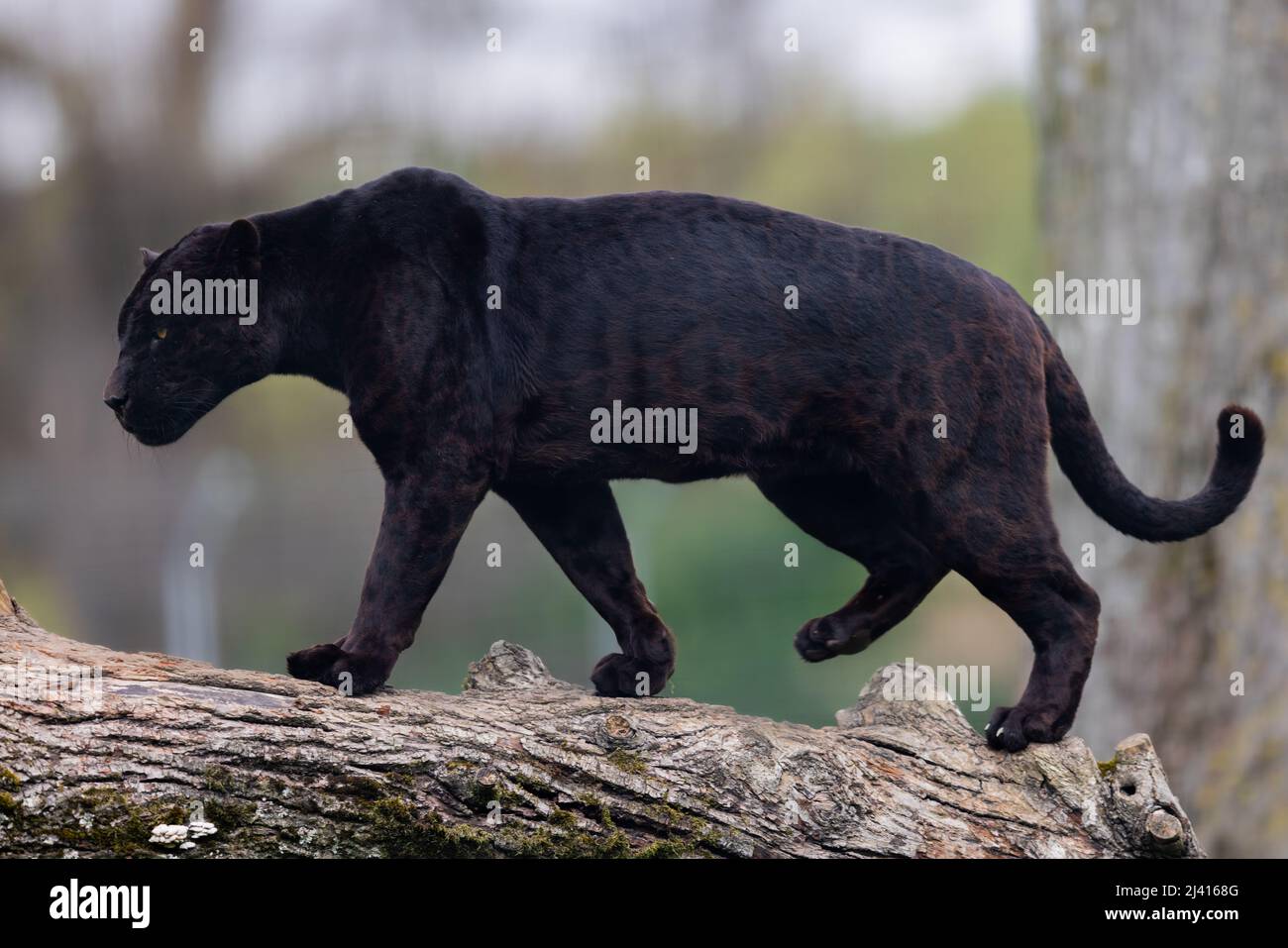 Une jaguar noire qui dorme sur l'arbre Banque D'Images