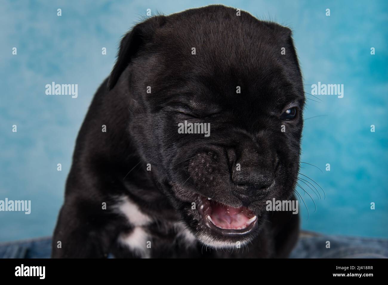Chien américain Staffordshire Terrier noir et blanc ou chiot AmStaff sur fond bleu Banque D'Images