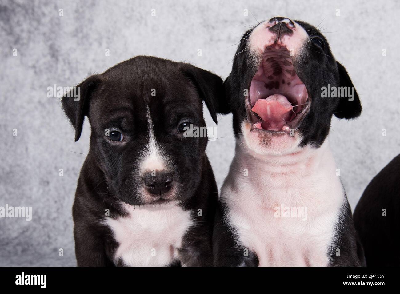 Chiens de Staffordshire Terrier noir et blanc ou chiots AmStaff sur fond gris Banque D'Images