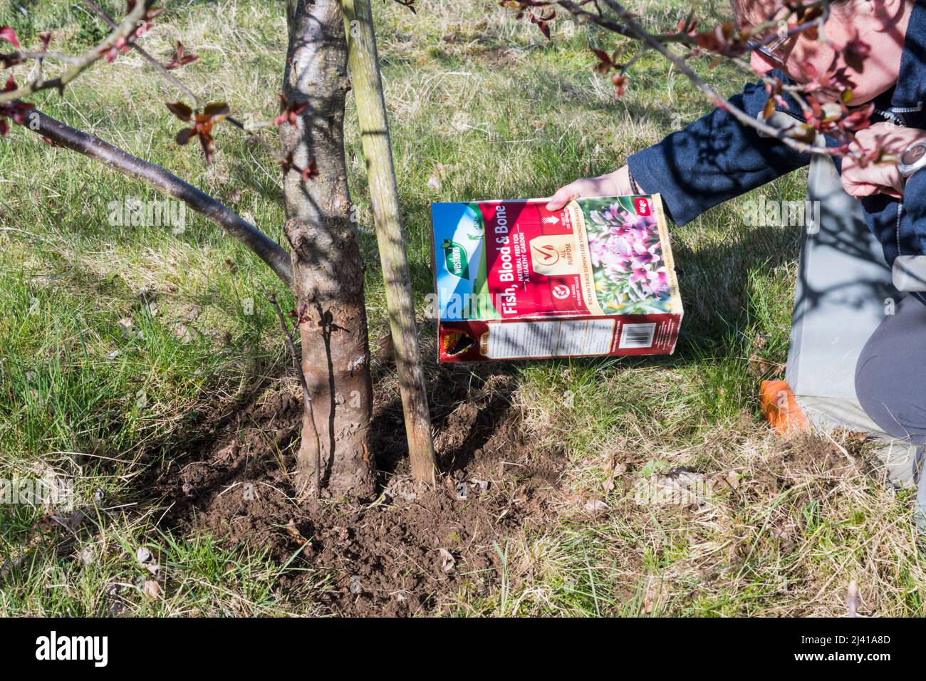 Nourrir l'arbre fruitier en défrichant la zone autour de la base et en le traitant avec du poisson, du sang et des engrais osseux. Banque D'Images