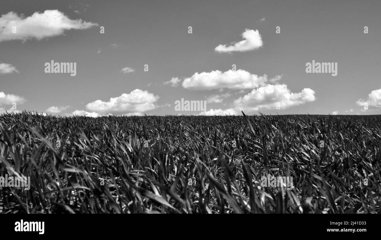 Photo en noir et blanc.ciel bleu nuageux et verdure printanière. Récoltes émergeant du sol dans les champs. Champs verts en face du paysage rural du village Banque D'Images