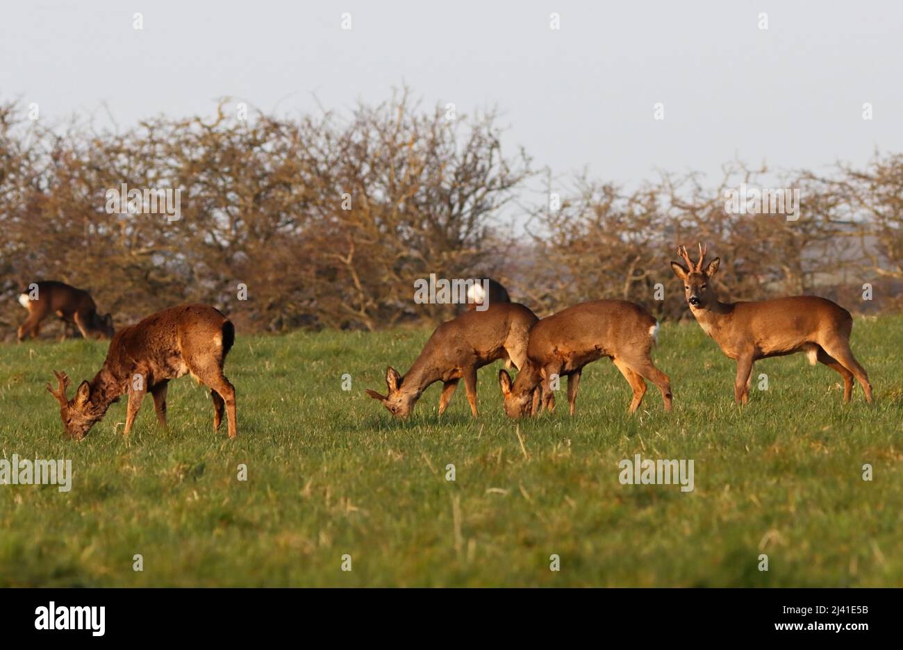 ROE DEER groupe pâturage en début de matinée, Royaume-Uni. Banque D'Images