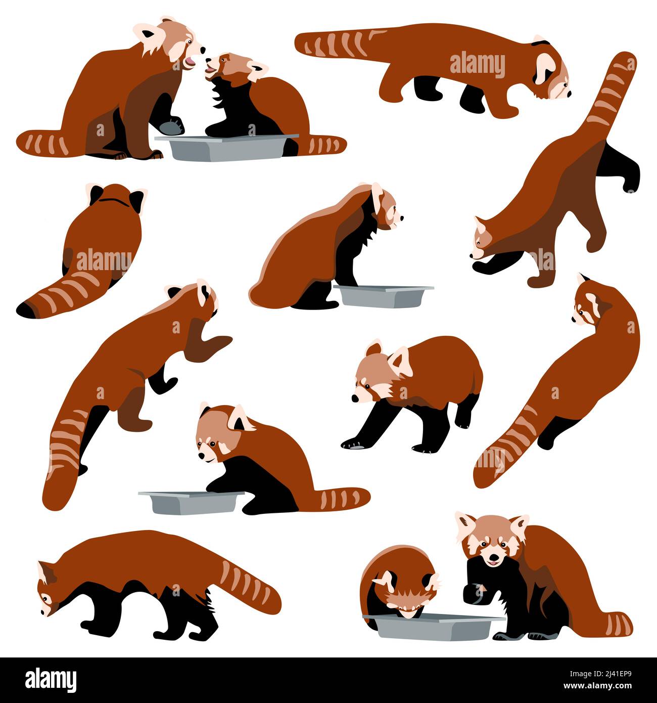 Ensemble de panda rouges de la collection de bearcats dans différentes poses manger, marcher, s'asseoir, avant, les vues de côté et de dos, les caractères d'animal plat sur fond blanc illustration vectorielle pour les cartes, livre d'enfants, affiches Illustration de Vecteur