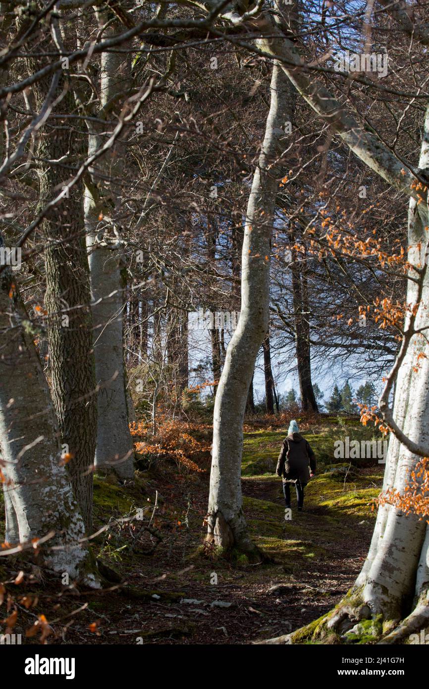 Forêt et terres agricoles à Craigievar, Aberdeenshire, Écosse Banque D'Images