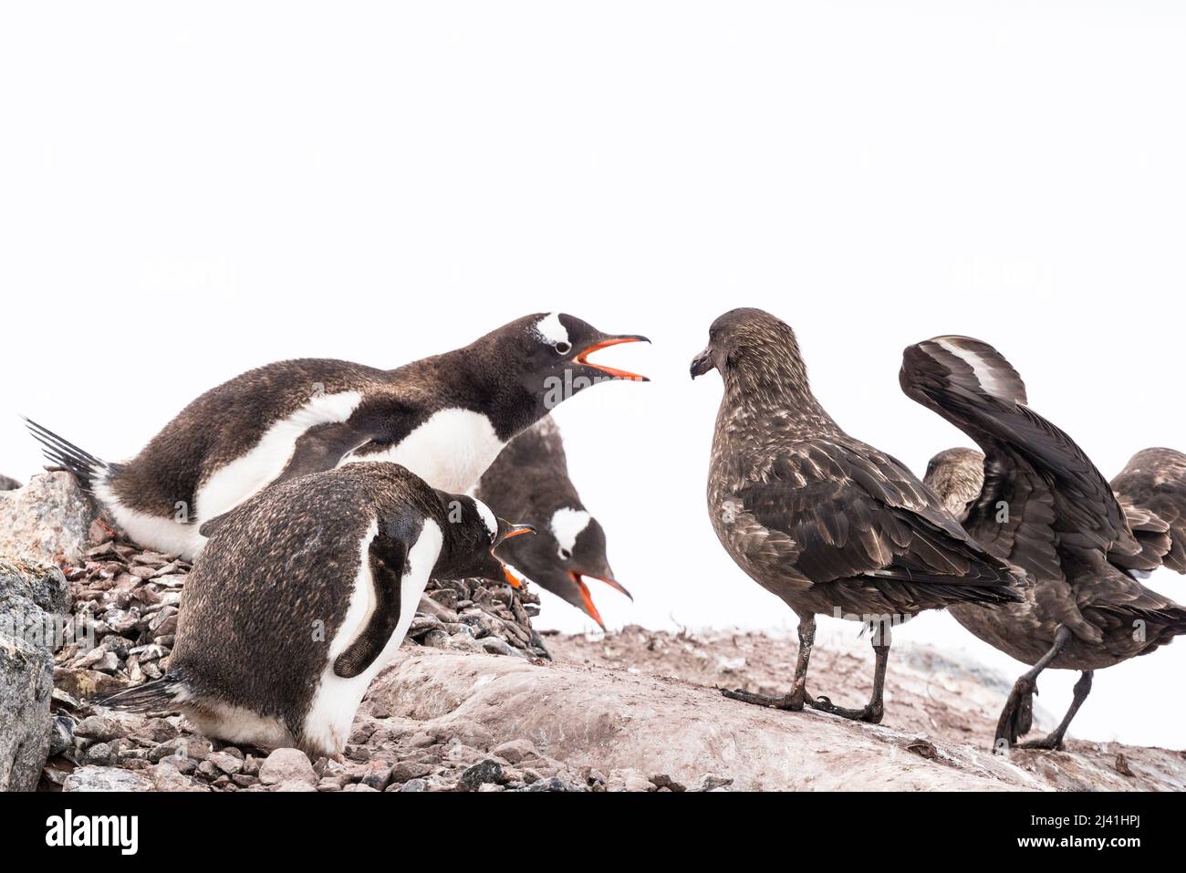 Les pingouins de Gentoo tentent d'effrayer les skuas bruns (skuas antarctiques). Stercorarius antarcticus) qui se nourrissent de leurs poussins. Damey point, île Wiencke Banque D'Images