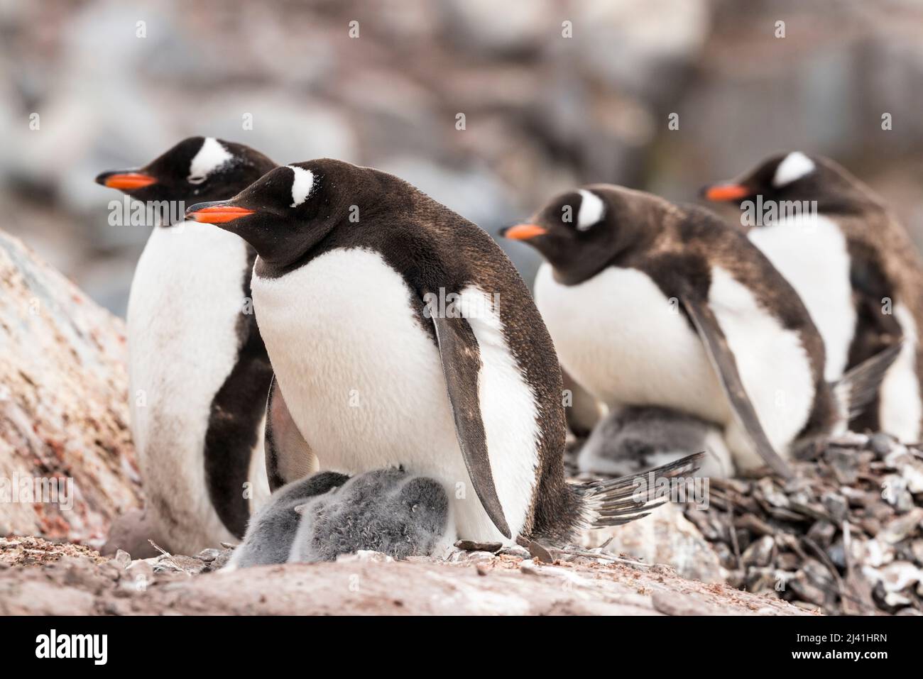 Penguins Gentoo (Pygoscelis papouasie) assis sur des poussins dans des nids de pierre. Il est peu probable que les poussins survivent car ils sont nés trop tard en été. Banque D'Images
