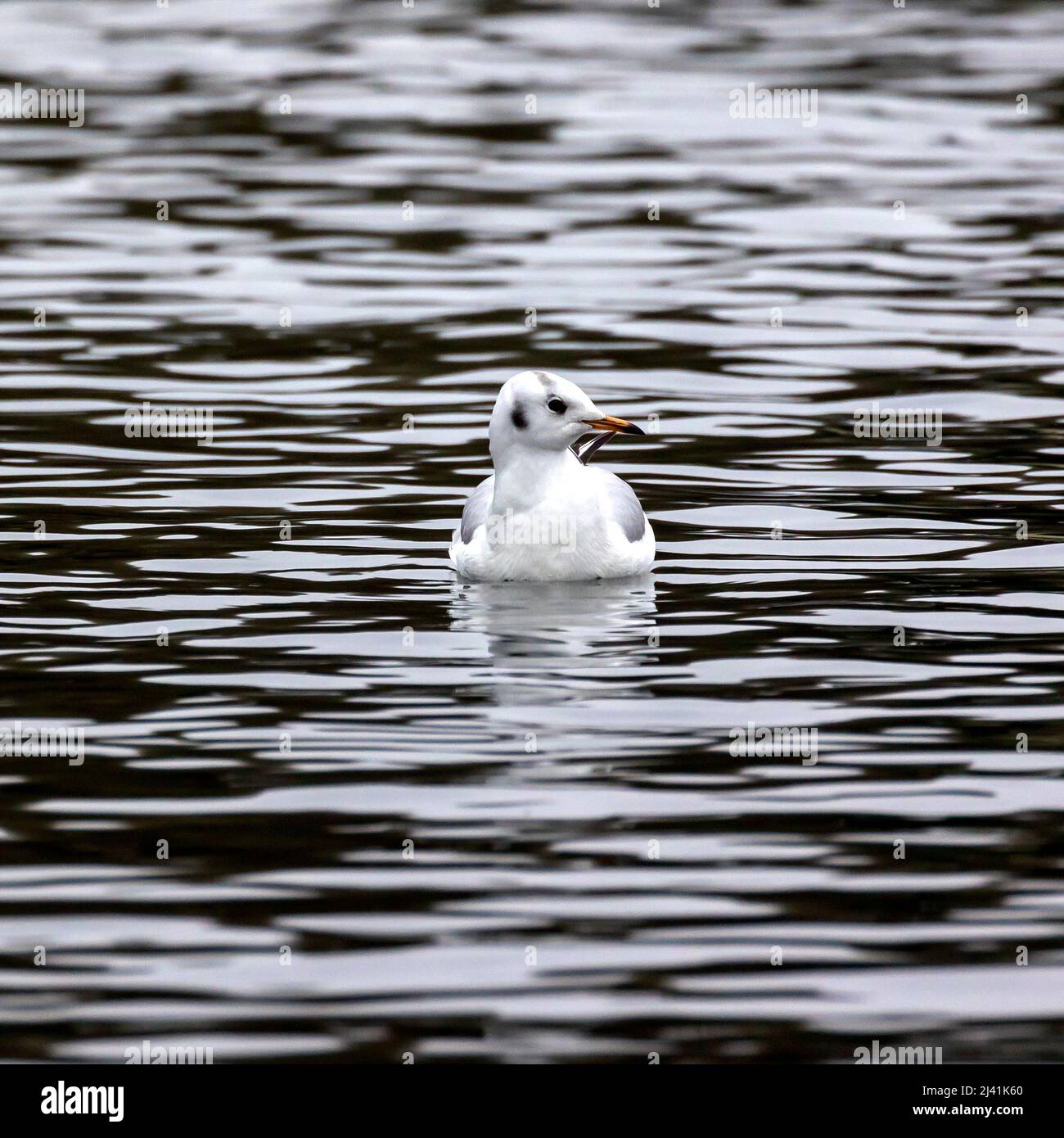 Tête noire ou guette européenne sur le lac de navigation Helston, Cornwall Banque D'Images