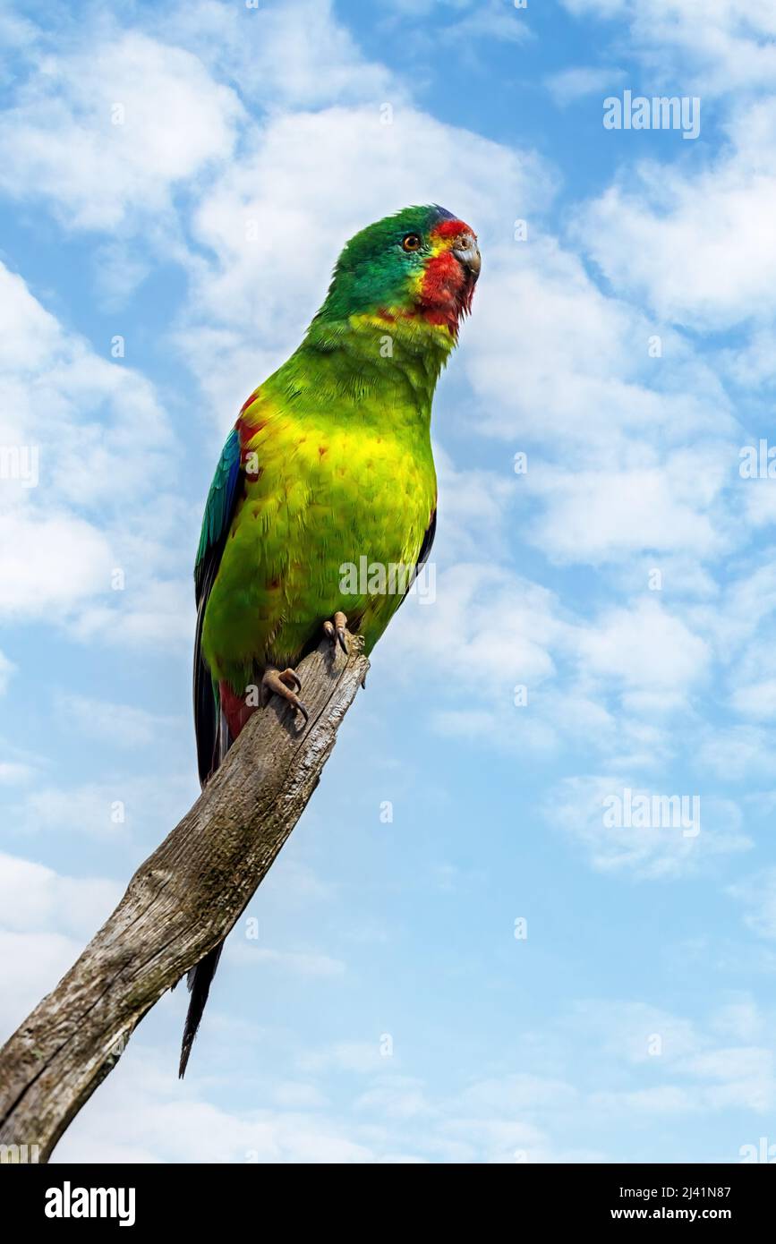 Perroquet véloce, lathamus décoloré, perché sur une branche sur un fond de ciel d'été. Endémique à la Tasmanie et à certaines parties de l'Australie Banque D'Images