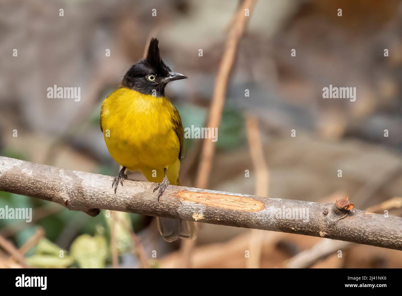 Image d'un oiseau de Bulbul à crête noire sur une branche d'arbre sur fond de nature. Animaux. Banque D'Images