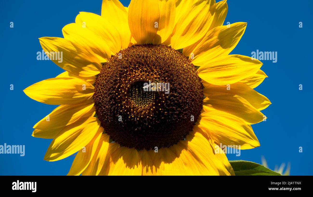 Fleur de tournesol de près. Le conflit en Ukraine crée une urgence pour l'huile de tournesol. Défaillances imminentes de la récolte. Production d'huile de tournesol Banque D'Images