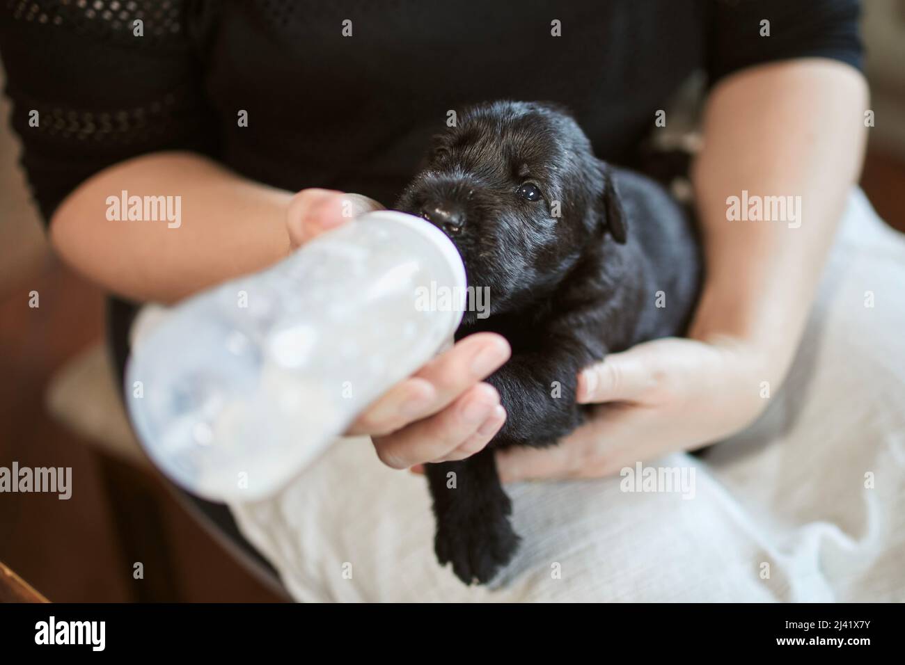 Le propriétaire d'un animal de compagnie nourrissant un petit chien à partir d'un biberon. Femme tenant un chiot de Schnauzer géant noir. Banque D'Images