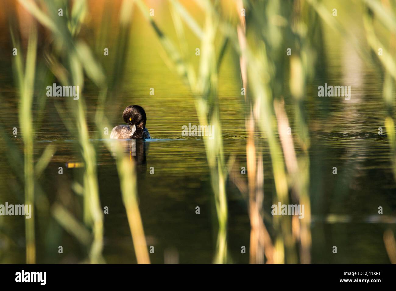 canard noir au lac de montagne bavarois. Photo de haute qualité Banque D'Images