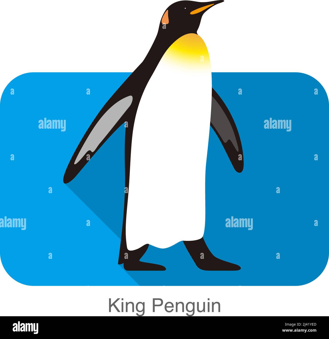 King Penguin Penguin, regardez l'article série de semences, vector illustration Illustration de Vecteur