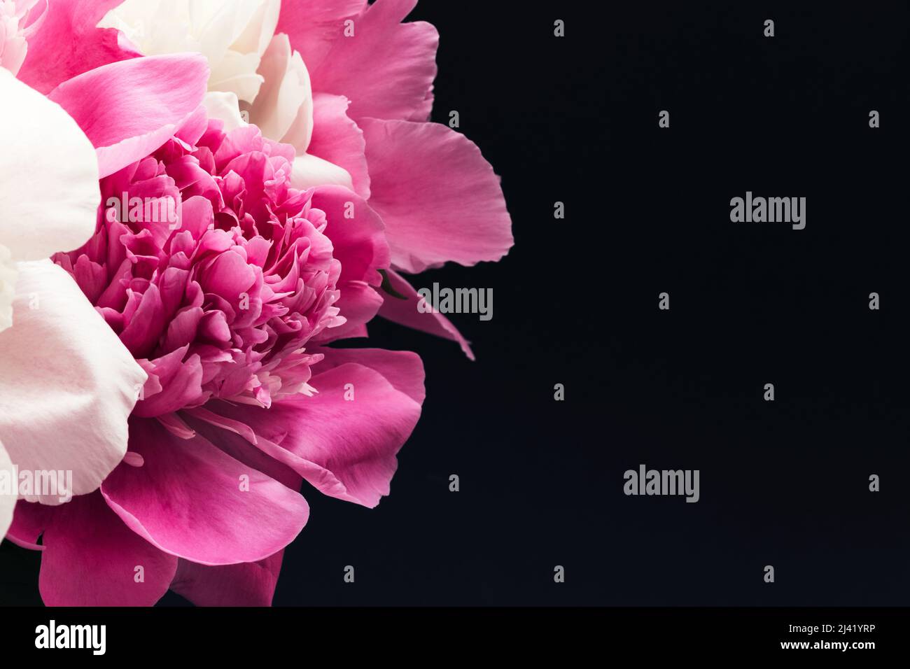 Bouquet luxuriant de pivoines roses et blanches sur fond noir. Motif carte à fleurs. Mise au point sélective Banque D'Images