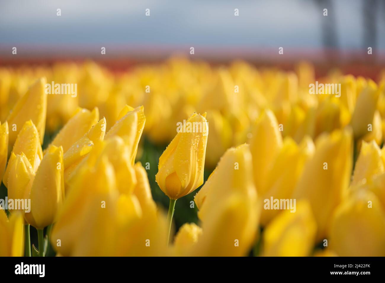 Champ sélectif de tulipes printanières fleuris jaunes vibrantes Banque D'Images